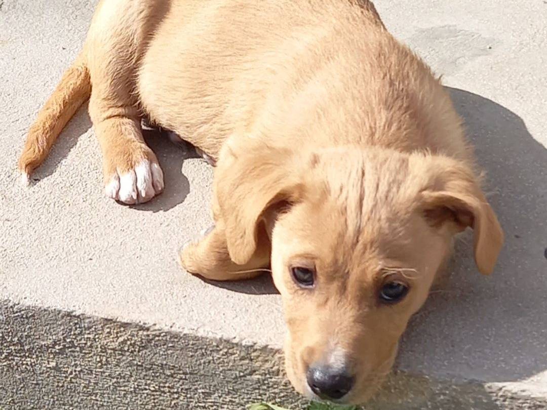 Foto dell'animale