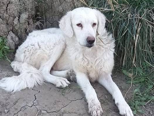 Adotta un cane, femmina, 1 anno e 3 mesi , Catanzaro