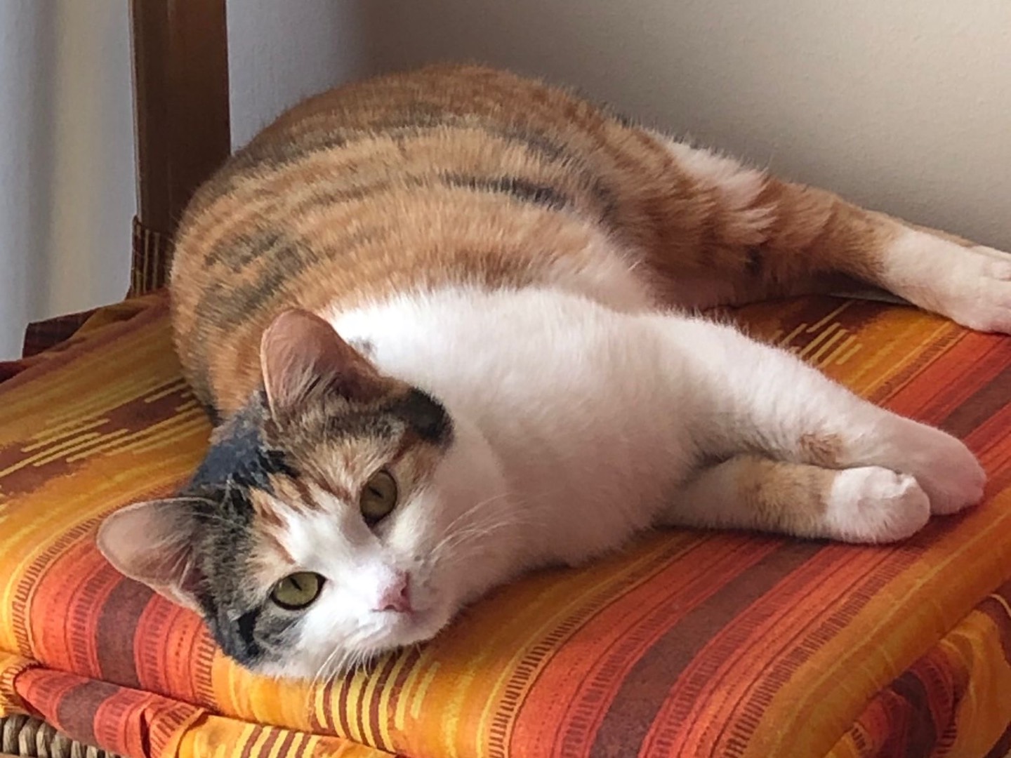 Foto dell'animale
