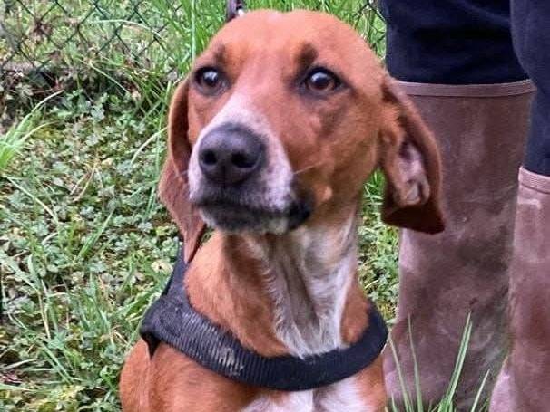 Adozione cane, femmina, Razza sconosciuta Razza sconosciuta, 1 anno e 11 mesi, taglia media contenuta, Parma