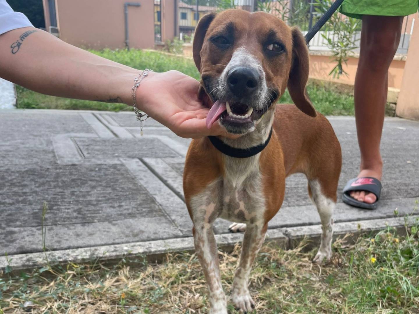 Adotta un cane, femmina, 1 anno e 11 mesi, Parma