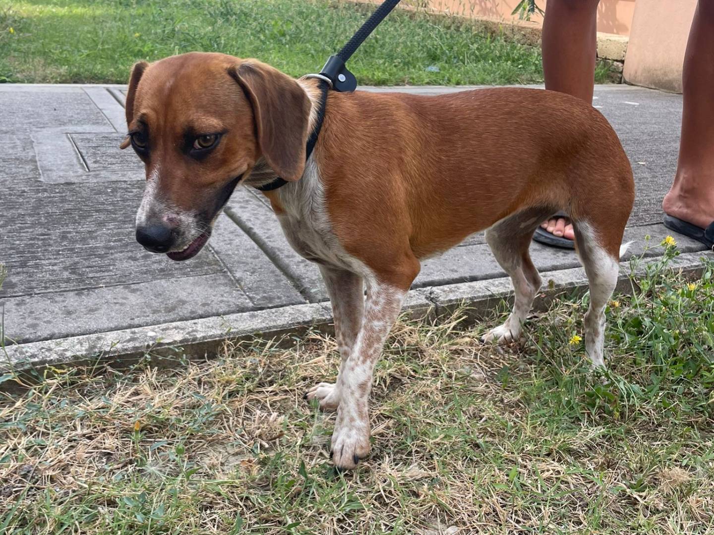 Adotta un cane, taglia media contenuta, femmina, Parma