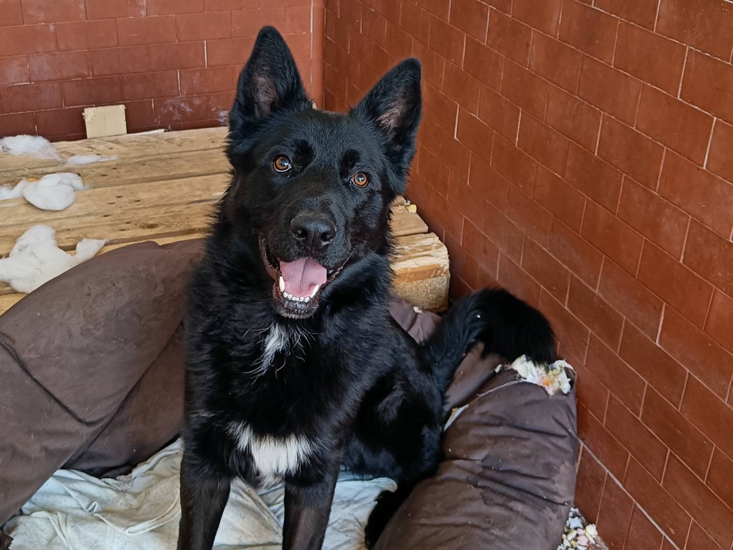 Adotta un cane, maschio, 1 anno, Milano