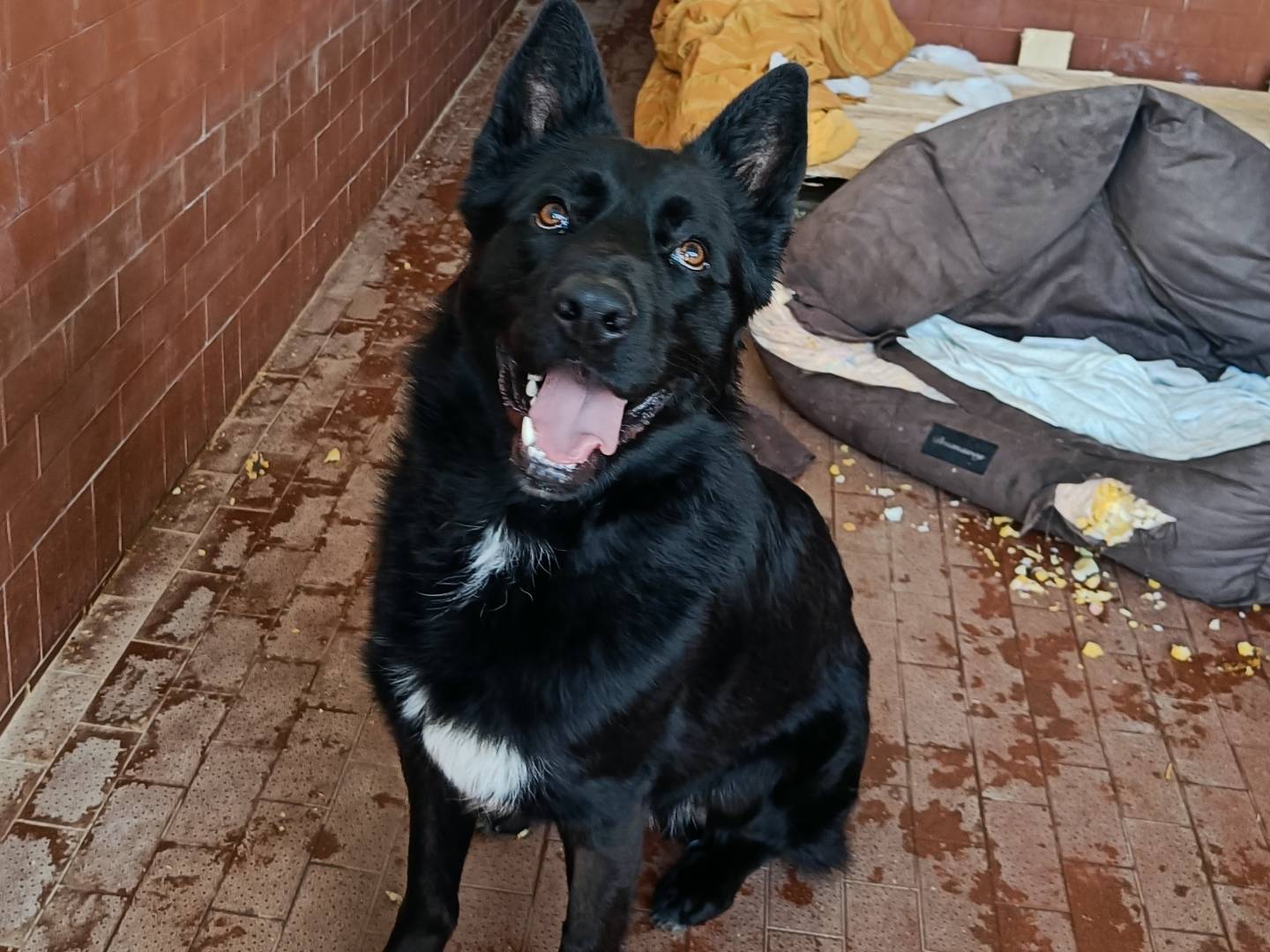 Adotta un cane, taglia grande, maschio, Milano