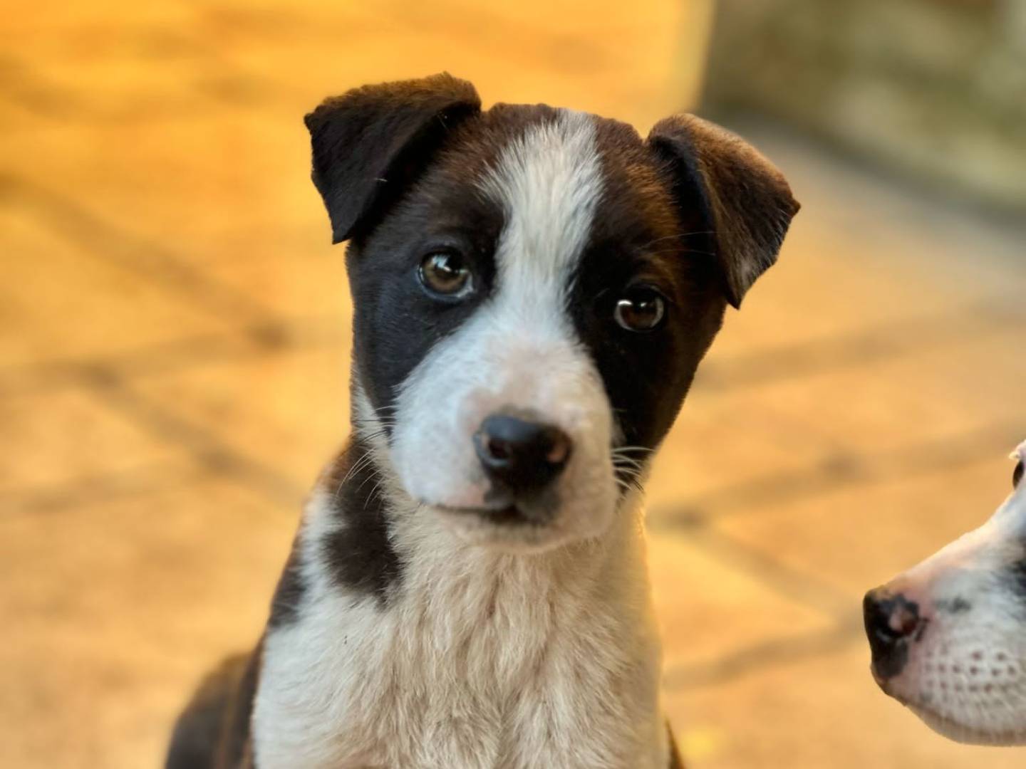 Adozione cane, femmina, Razza sconosciuta Razza sconosciuta, 1 mesi, taglia media, Brindisi