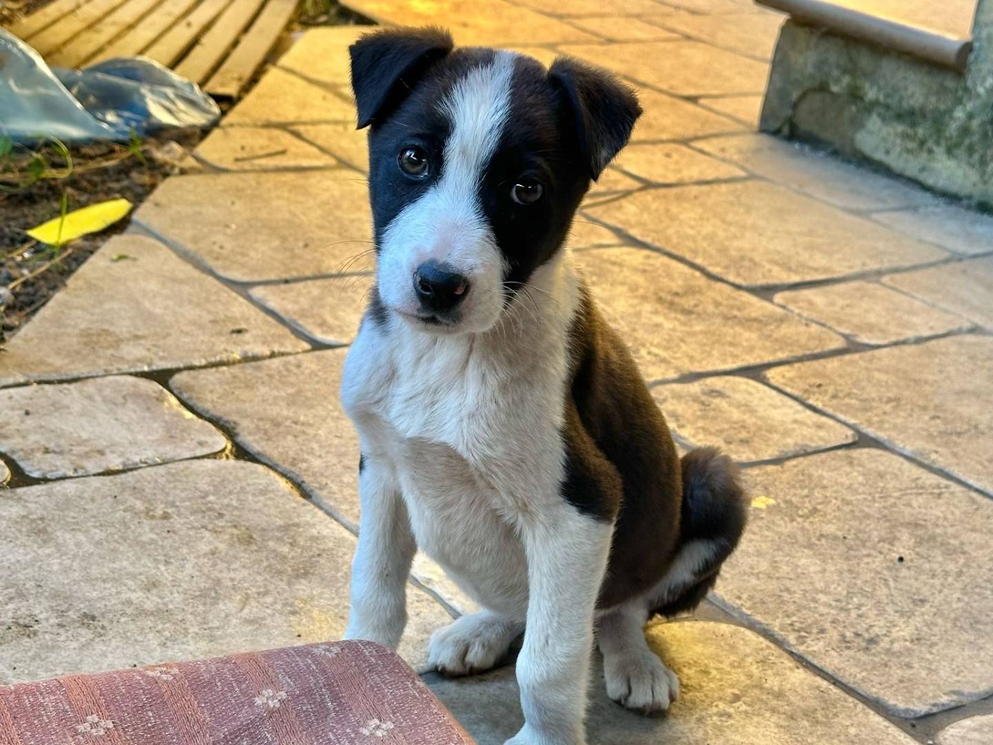 Adotta un cane, femmina, 1 mesi, Brindisi