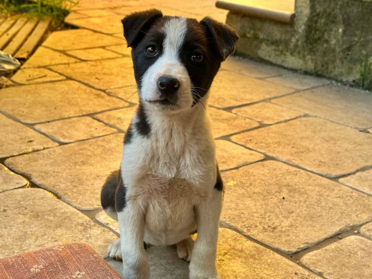 Adotta un cane, taglia media, femmina, Brindisi