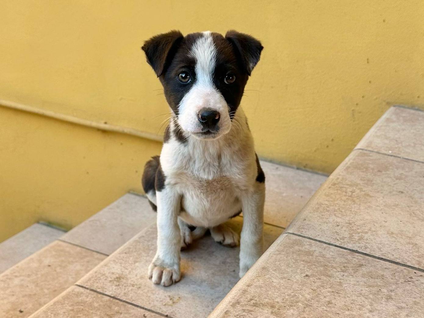 Vuoi adottare un cane a Brindisi?