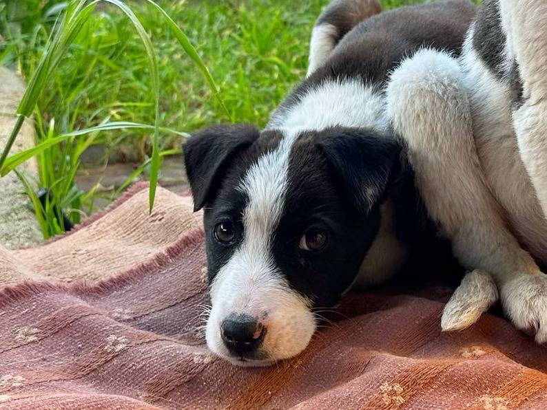 Adotta il cane Shannon a Brindisi
