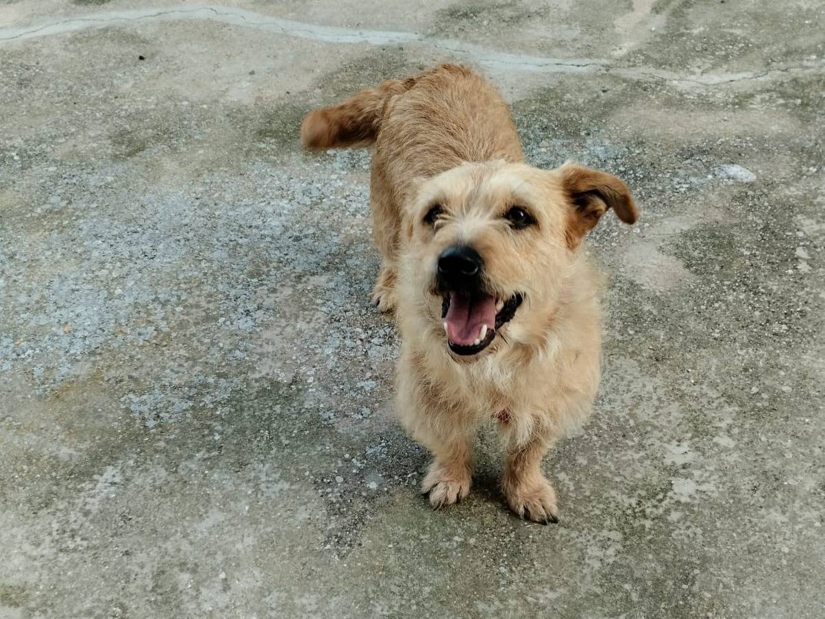 Adozione cane, femmina, Razza sconosciuta Razza sconosciuta, 2 anni e 7 mesi, taglia piccola, Bari