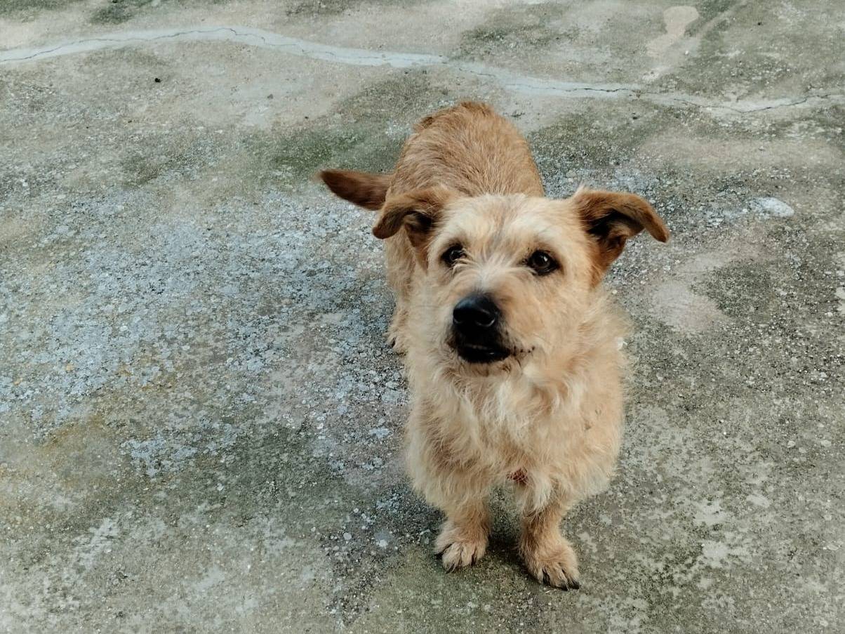 Adotta un cane, femmina, 2 anni e 7 mesi, Bari