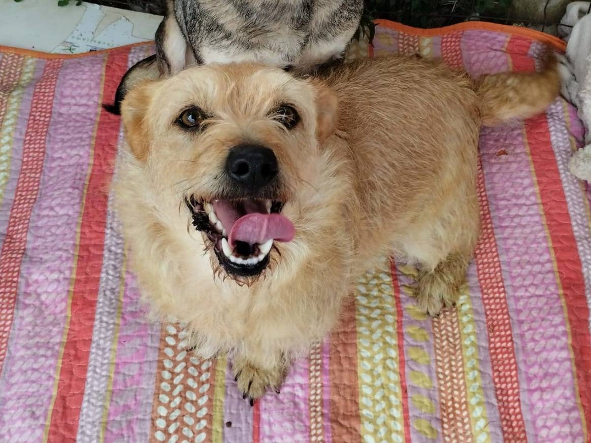 Vuoi adottare un cane a Bari?