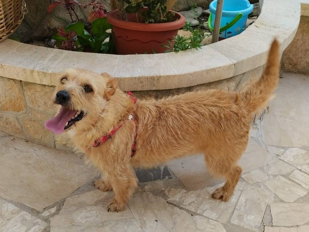 Adotta il cane Desy a Bari