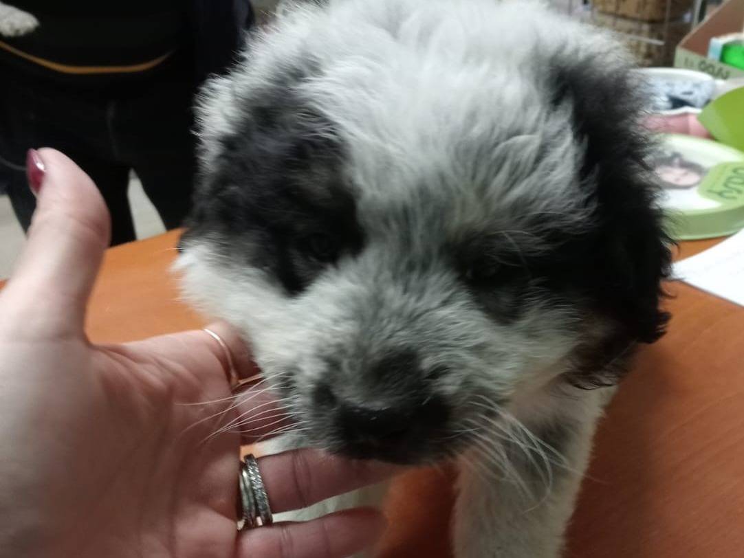 Adozione cane, femmina, Razza sconosciuta Razza sconosciuta, 1 mesi, taglia grande, Foggia