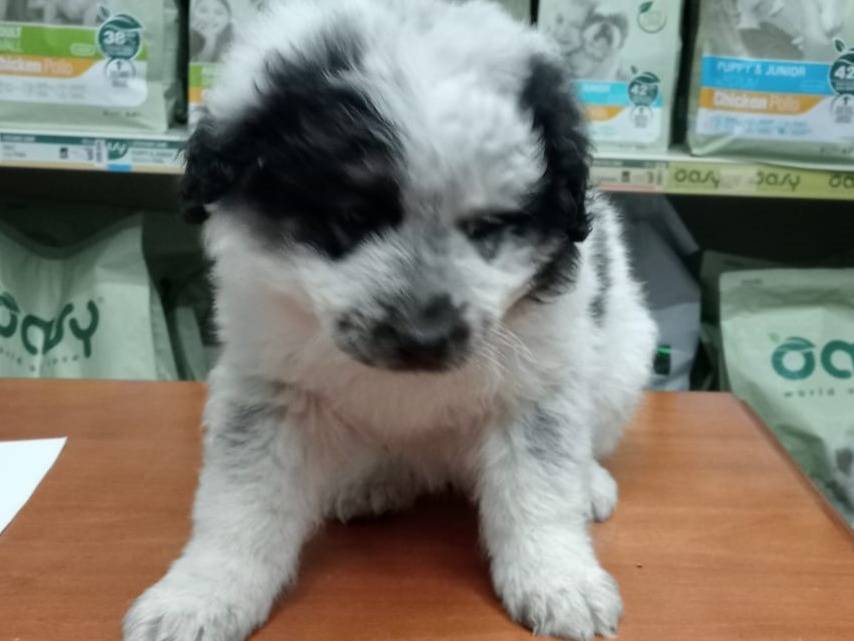 Adotta un cane, femmina, 1 mesi, Foggia