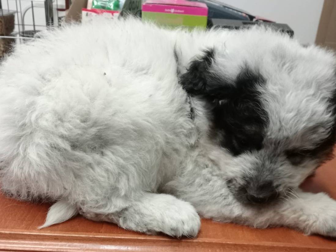 Adotta un cane, taglia grande, femmina, Foggia