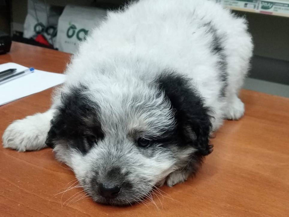 Vuoi adottare un cane a Foggia?