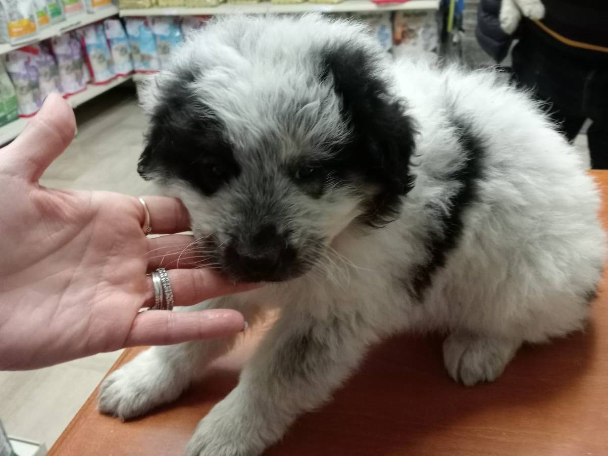 Adotta il cane MASHA a Foggia