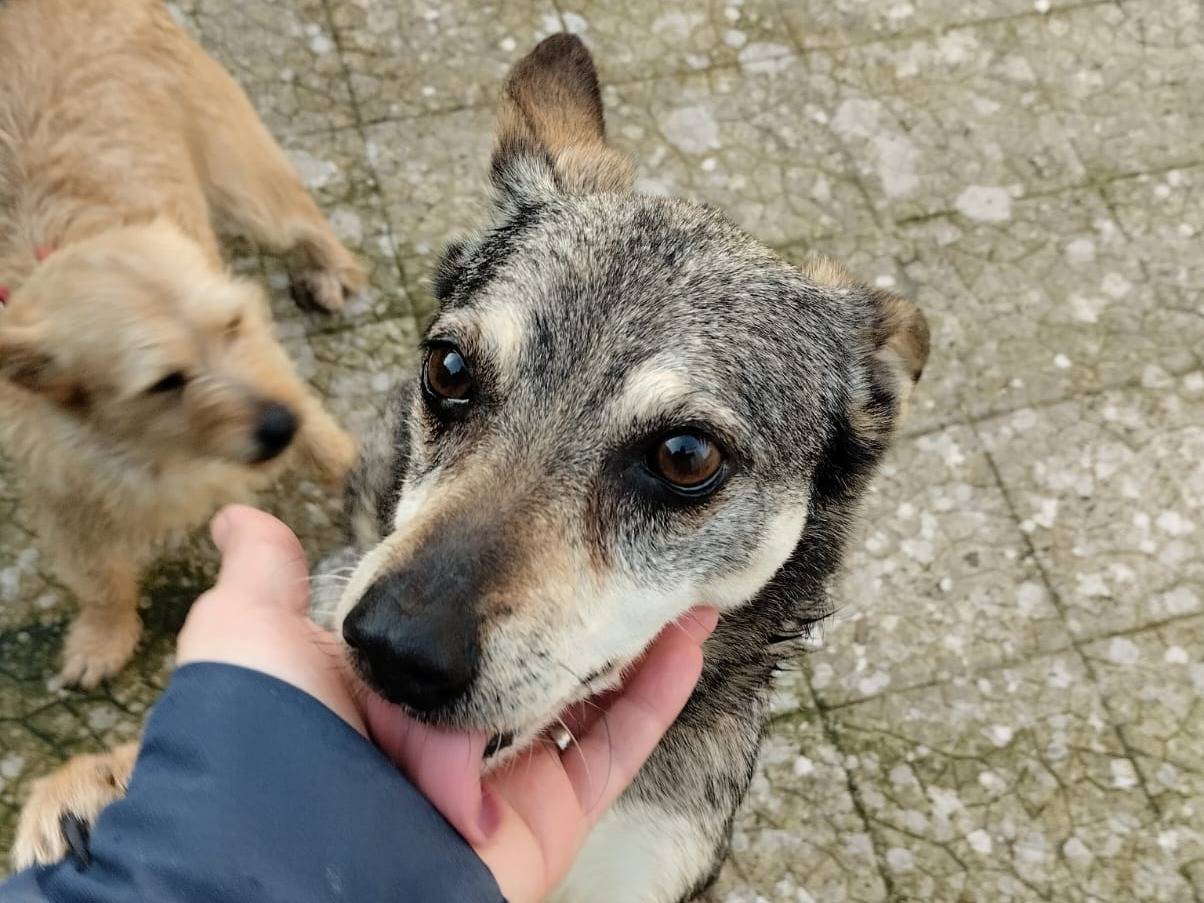 Adotta un cane, femmina, 1 anno e 8 mesi , Bari