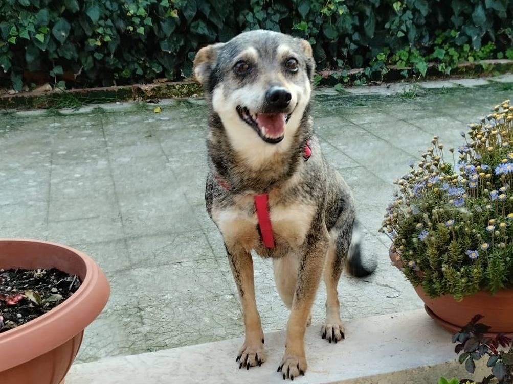 Adotta un cane, taglia piccola, femmina, Bari