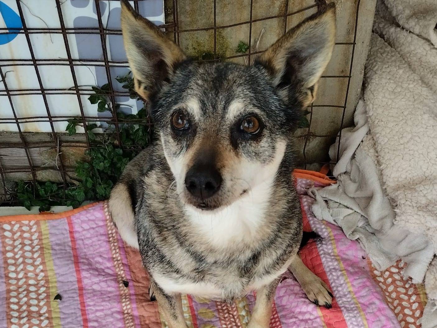 Vuoi adottare un cane a Bari?