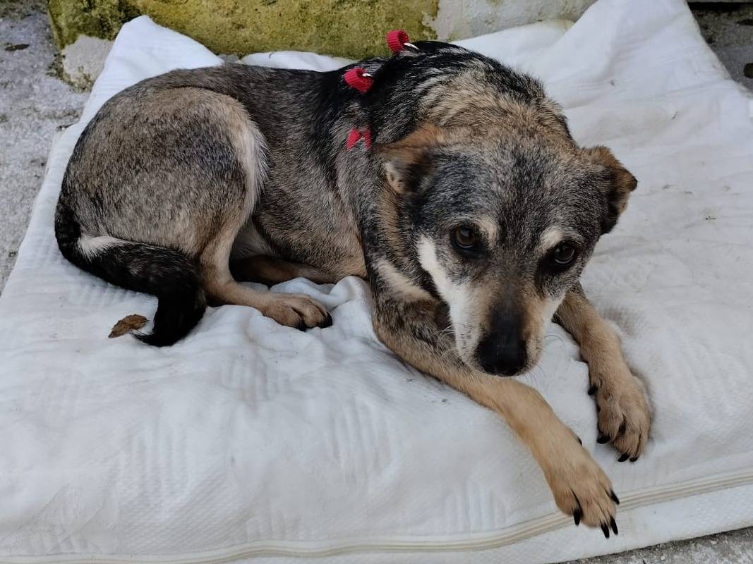 Adotta il cane Lola a Bari