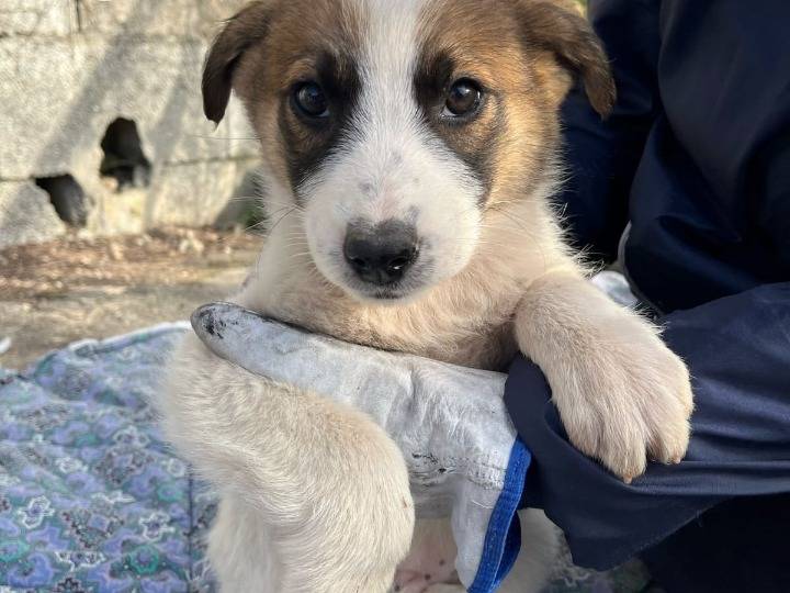 Foto dell'animale