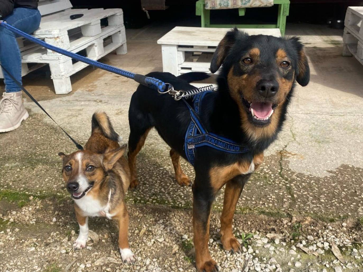 Adozione cane, femmina, Razza sconosciuta Razza sconosciuta, 1 anno, taglia media contenuta, Latina