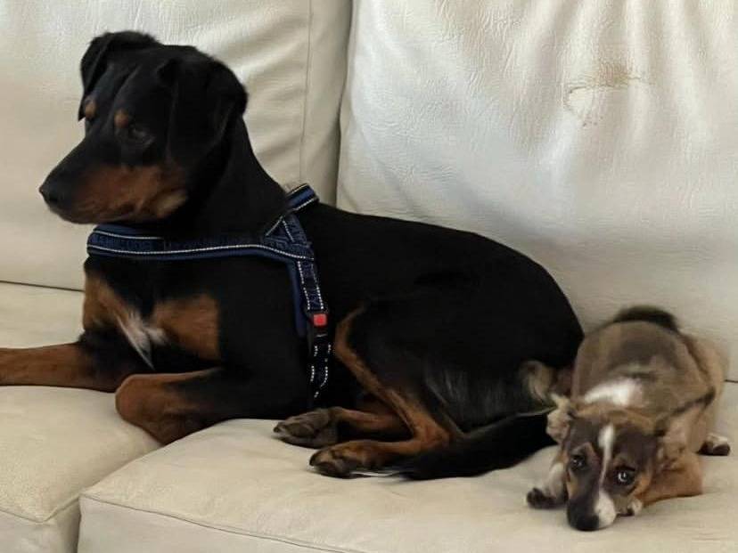 Adotta un cane, taglia media contenuta, femmina, Latina