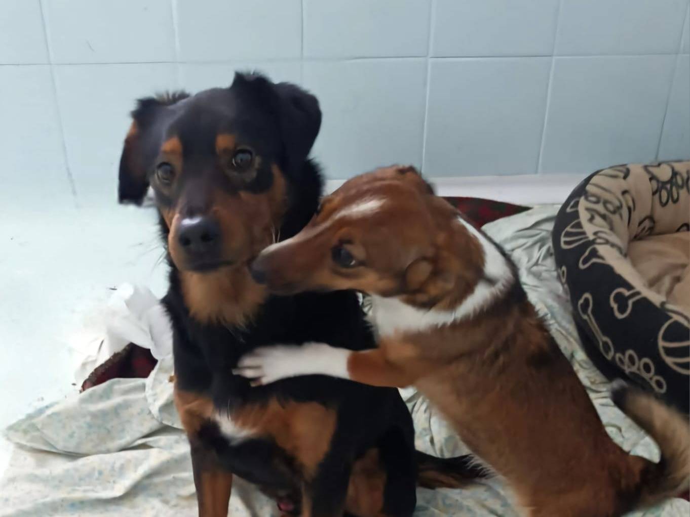 Vuoi adottare un cane a Latina?