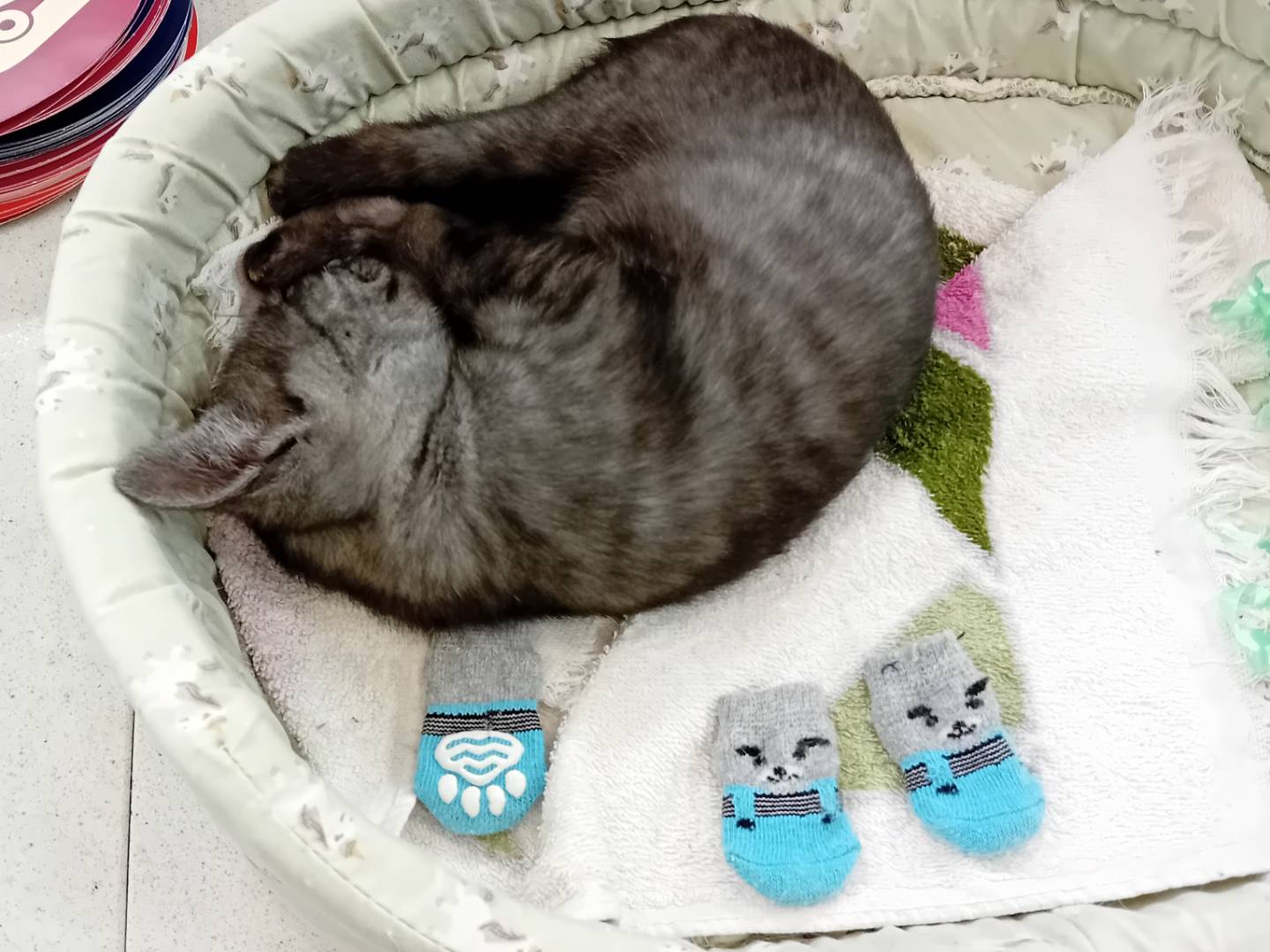 Adotta un gatto, femmina, 5 mesi, Parma