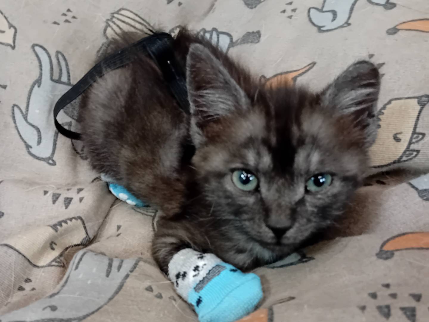 Adotta un gatto, taglia non valida, femmina, Parma
