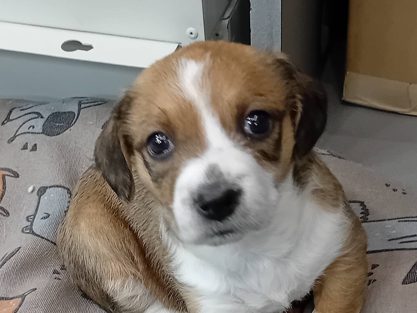 Adotta un cane, femmina, 10 mesi, Parma