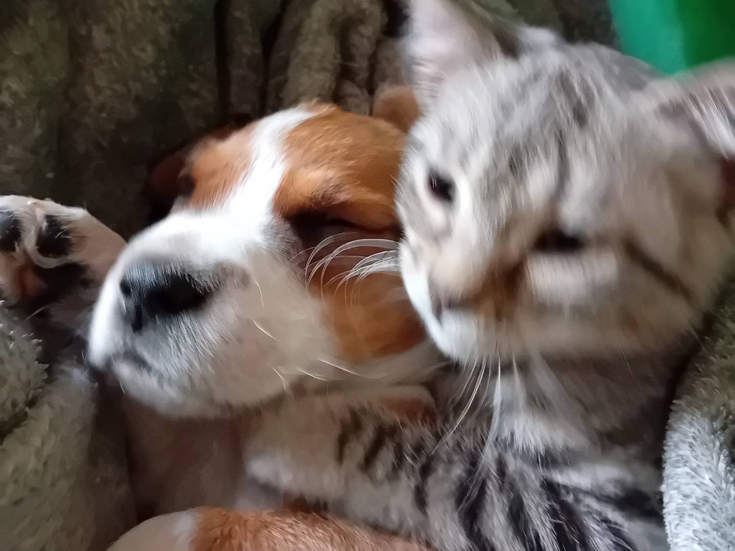 Adotta un cane, taglia piccola, femmina, Parma