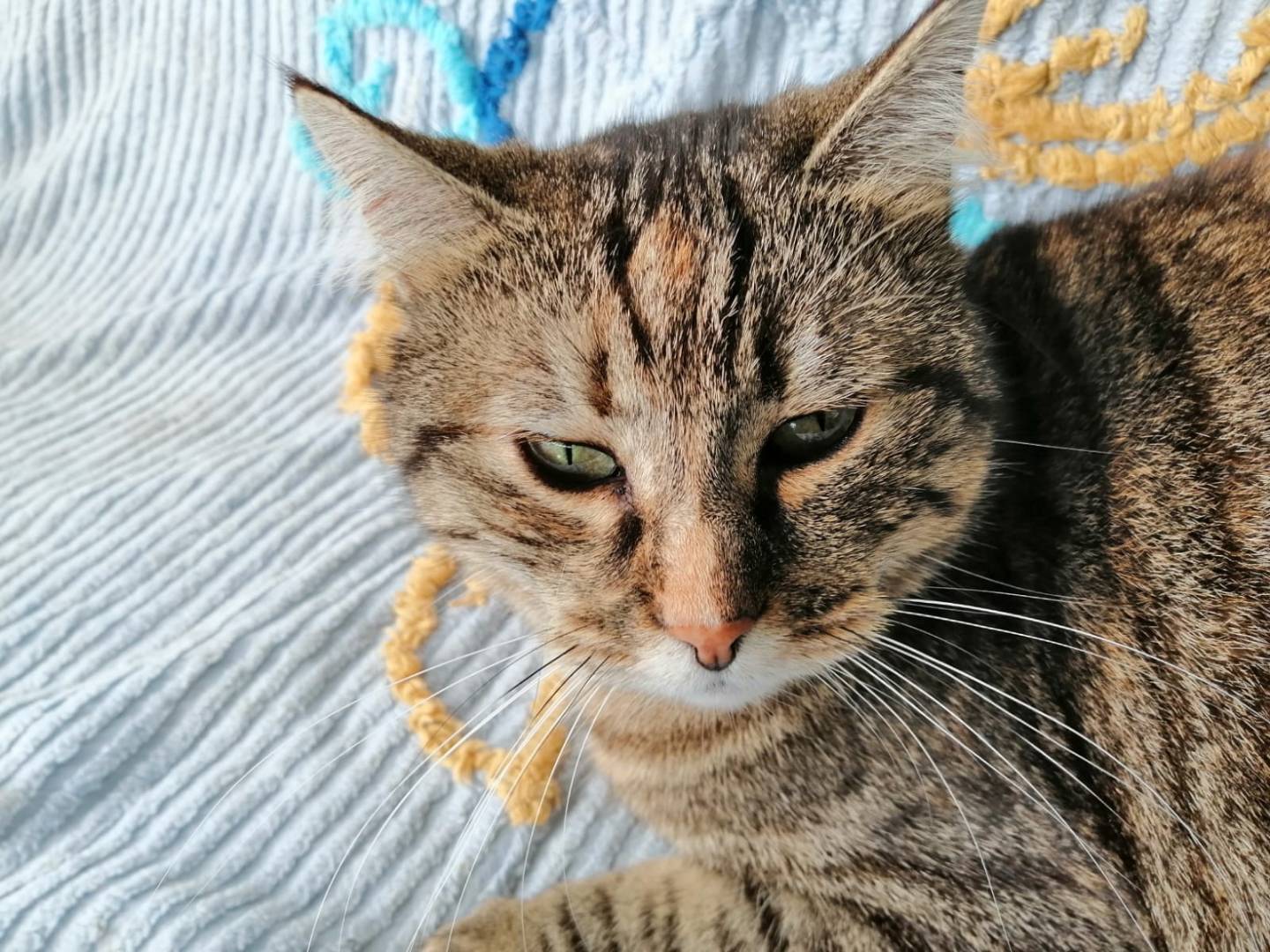 Foto dell'animale
