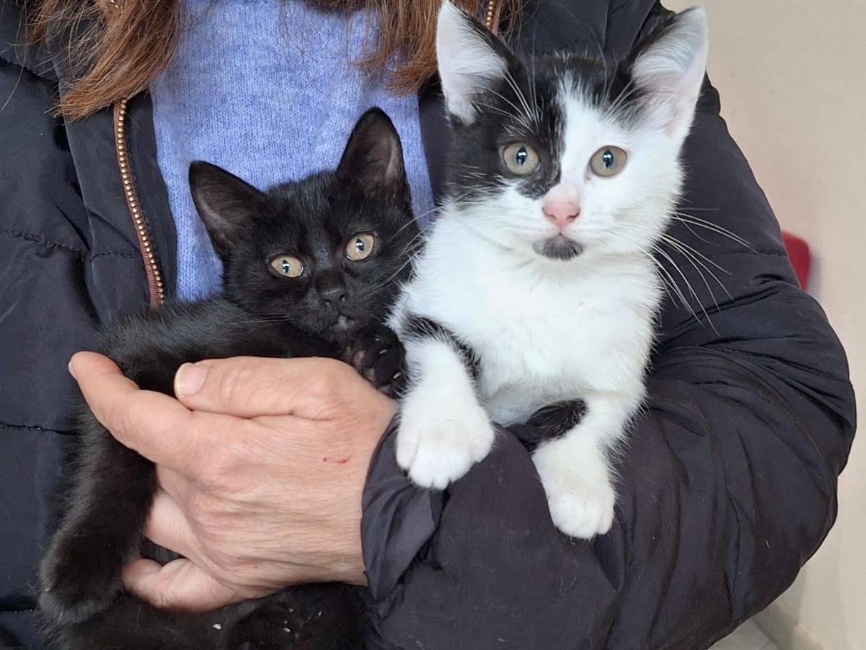 Foto dell'animale