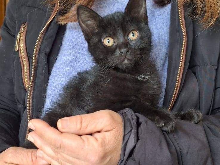 Adotta un gatto, femmina, 1 mesi, Bologna