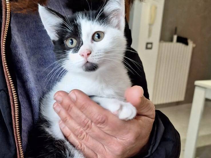 Adotta un gatto, taglia non valida, femmina, Bologna