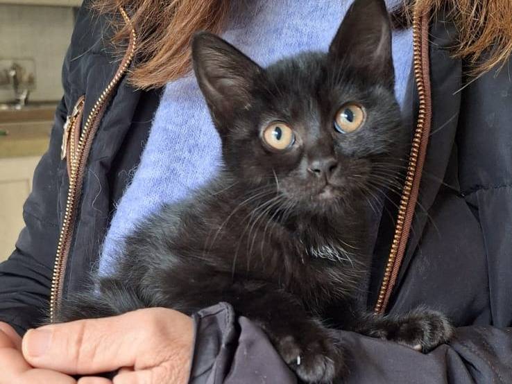 Vuoi adottare un gatto a Bologna?