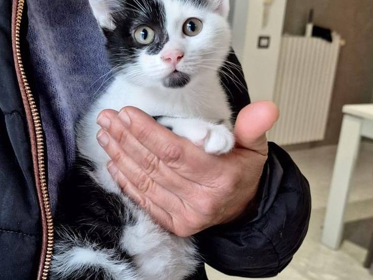 Adotta il gatto Kim e Khloè a Bologna