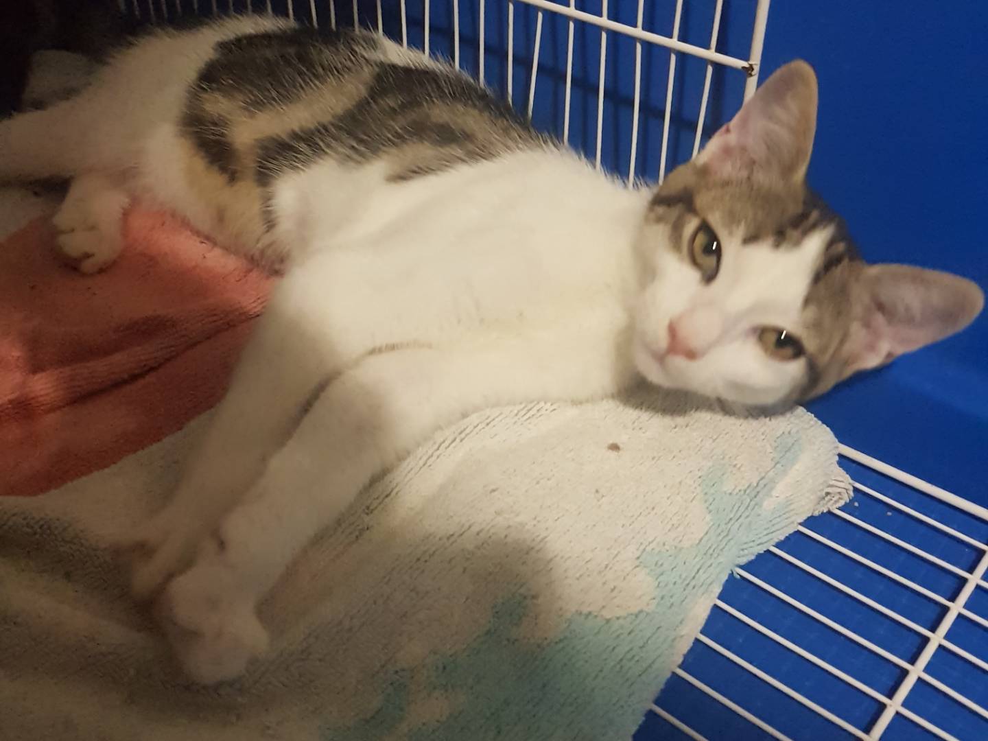 Adotta un gatto, maschio, 2 anni  e 1 mese, Parma