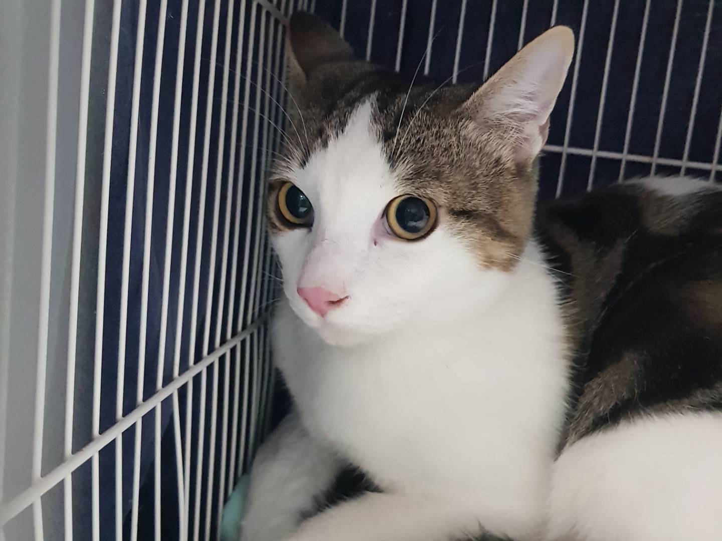 Adotta il gatto FUSICCHIO a Parma