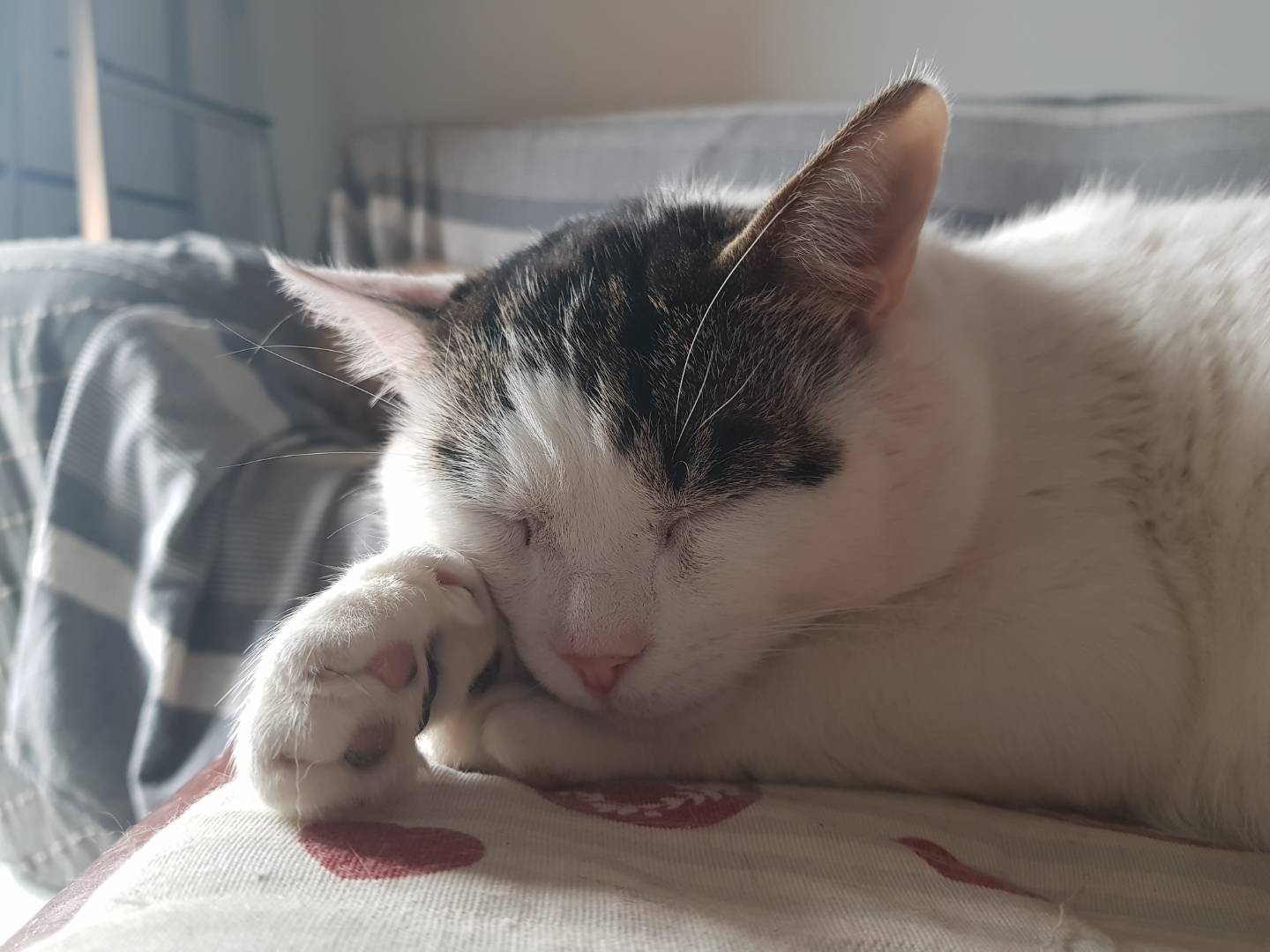 Adozione gatto, maschio, Razza sconosciuta Razza sconosciuta, 11 anni  e 10 mesi , taglia non valida, Parma
