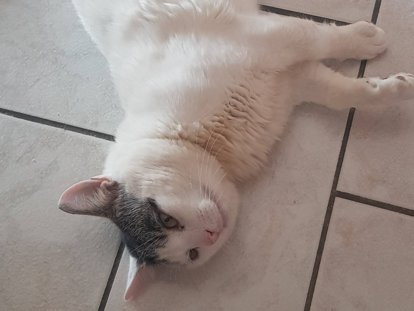 Adotta un gatto, maschio, 11 anni  e 10 mesi , Parma