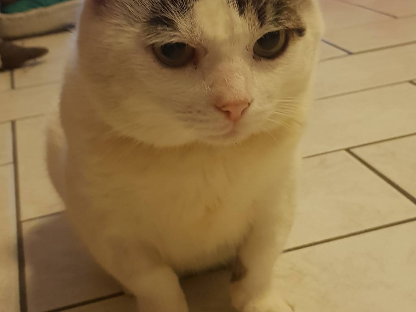 Adotta un gatto, taglia non valida, maschio, Parma
