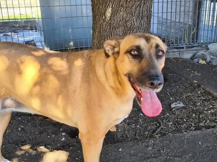Adotta un cane, femmina, 6 anni  e 5 mesi , Catania