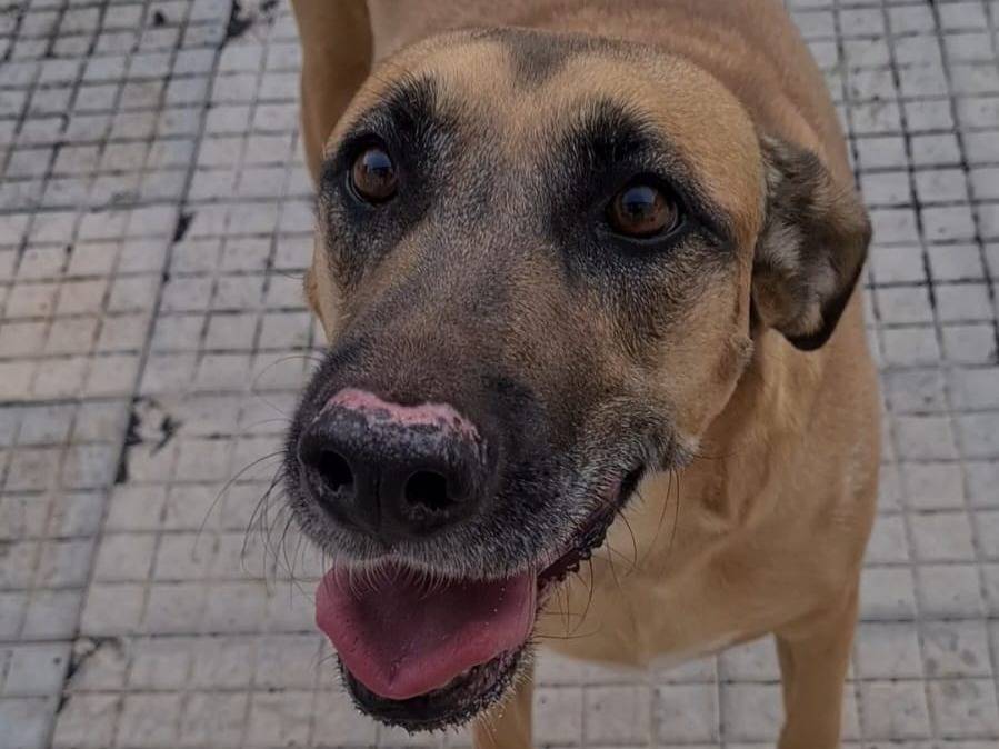 Adotta un cane, taglia media, femmina, Catania