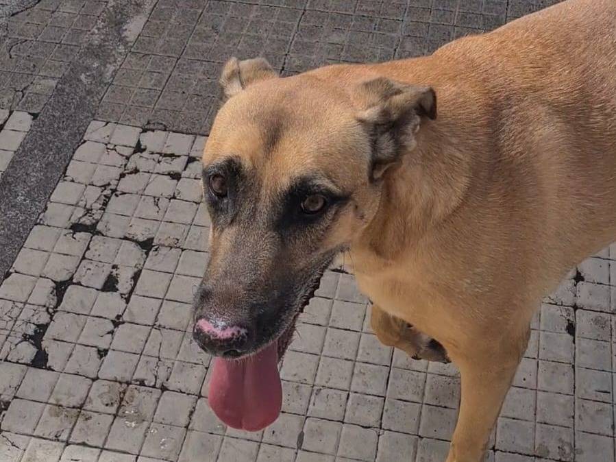 Adotta il cane Aida a Catania