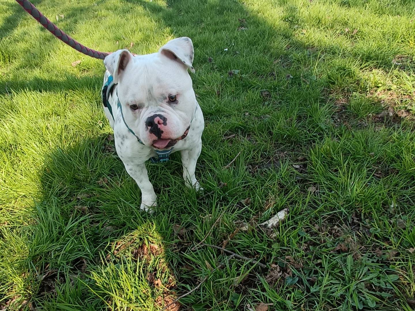 Adotta un cane, maschio, 7 mesi, Milano