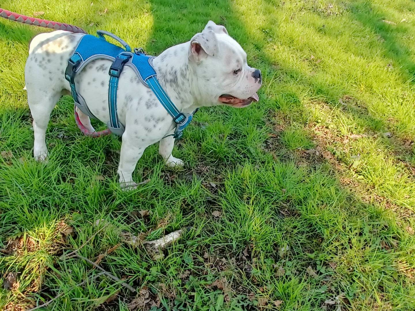 Adotta un cane, taglia grande, maschio, Milano